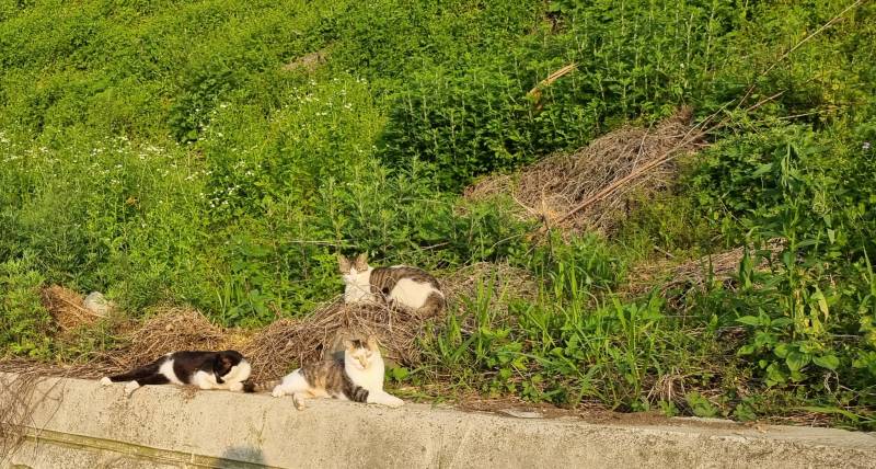 고양이) [잡담] 길가다가 만난 냥이들 | 인스티즈