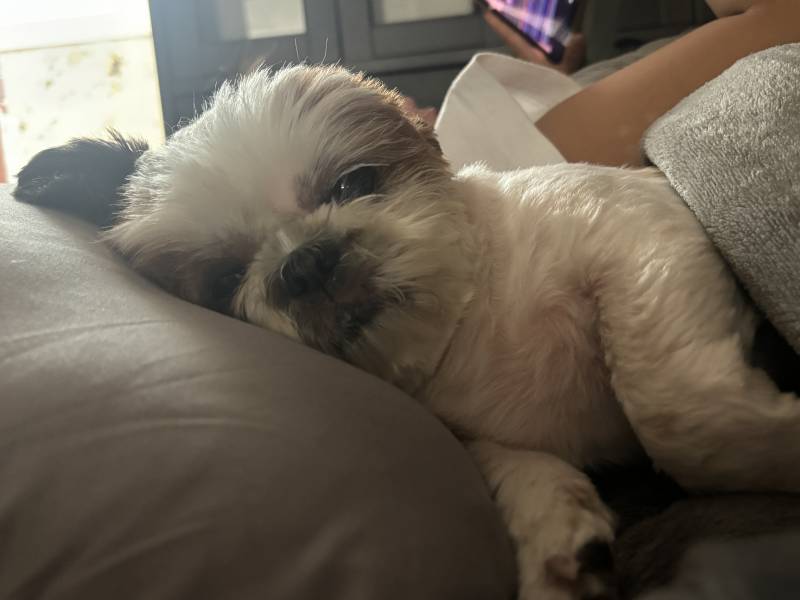 [잡담] 🐶나랑 낮잠 잘래....?🐶 | 인스티즈