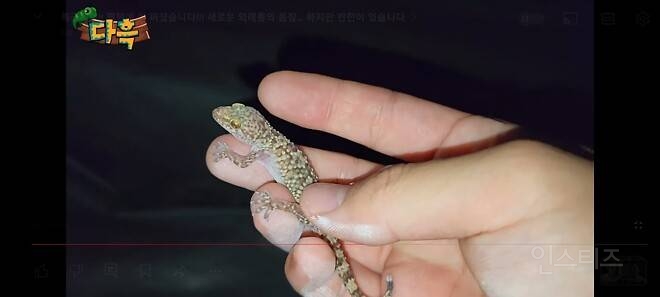 한국에 정착한것으로 보이는 외래종 도마뱀 종류 | 인스티즈