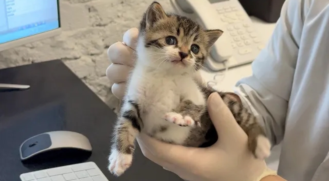 [잡담] 내가 보는 냥이 유튜버들 최근에 다 고양이 임보하거나 새로운 고양이들 입양하심 🐱 | 인스티즈
