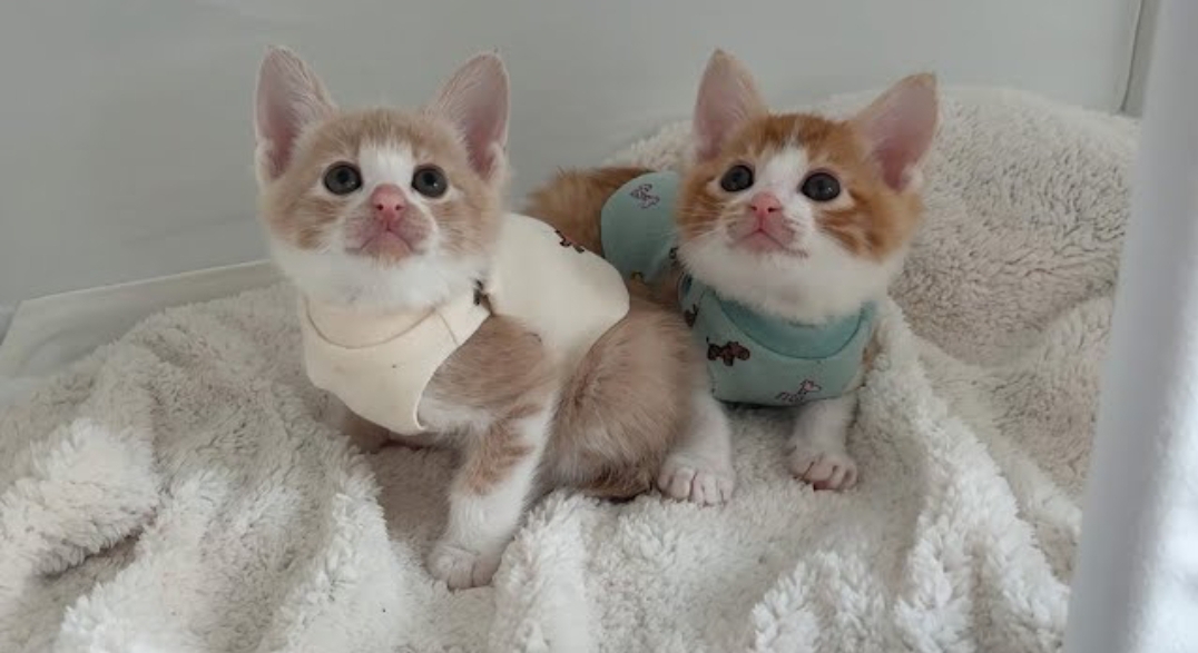 [잡담] 내가 보는 냥이 유튜버들 최근에 다 고양이 임보하거나 새로운 고양이들 입양하심 🐱 | 인스티즈