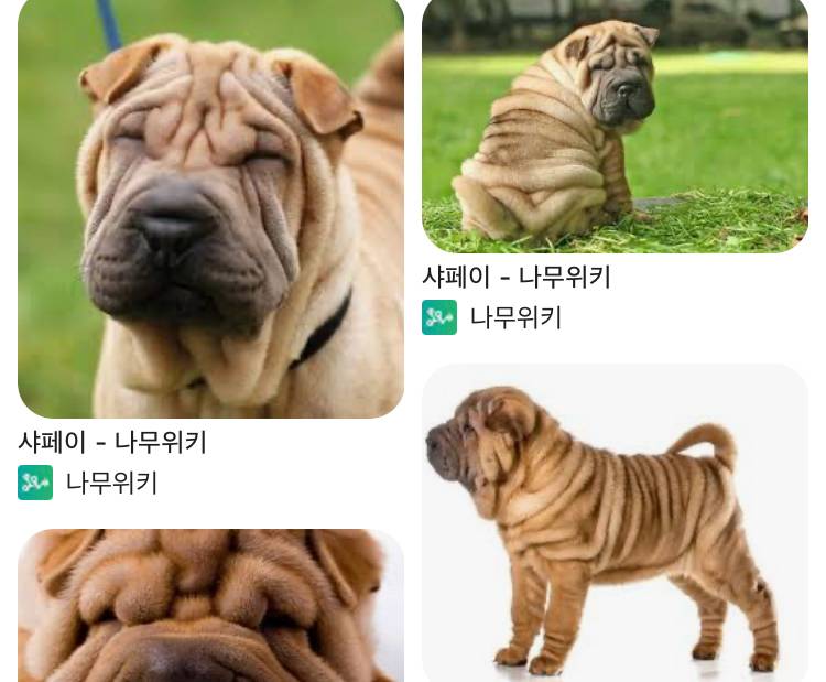 [잡담] 강아지들은 진짜 못생긴애들 많네 | 인스티즈