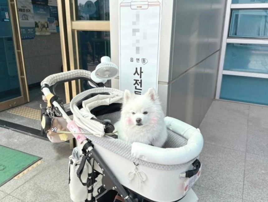 [정보/소식] 지금까지 뜬 오늘자 투표소 갱얼쥐들 모음 | 인스티즈