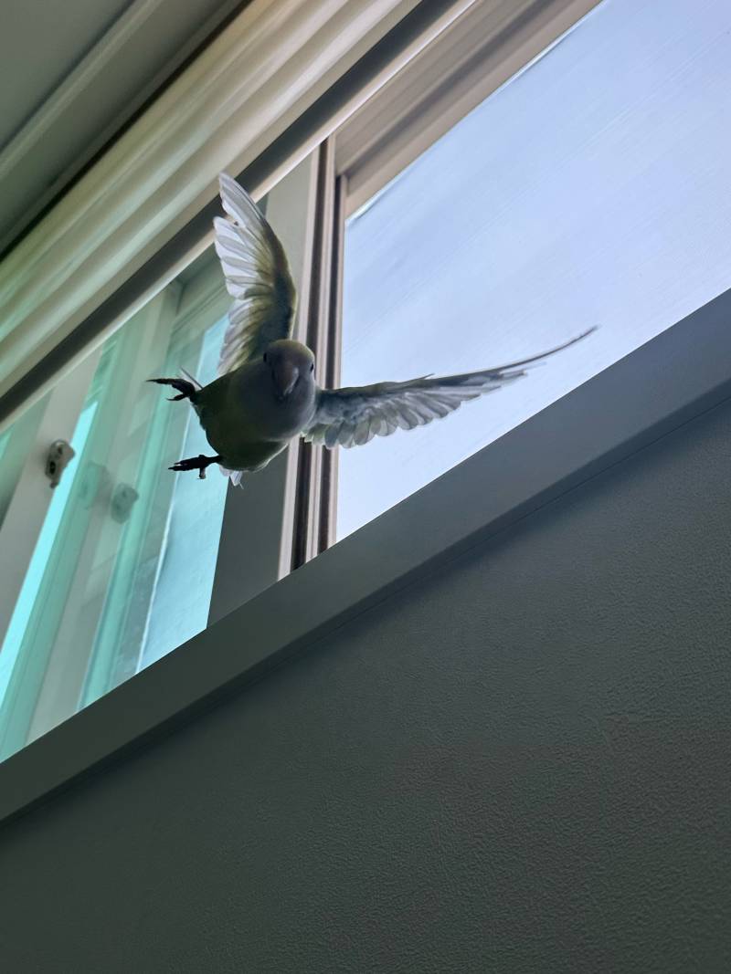 [잡담] 우리집 실세 얘임 | 인스티즈