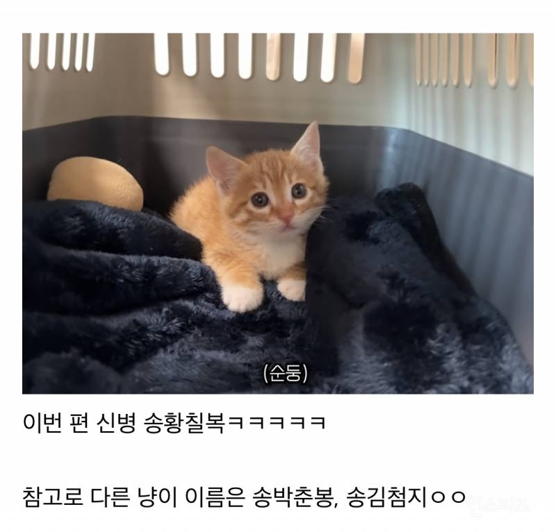 고양이 팔아 돈 번다는 얘기에 어느 구독자가 단 댓글 .jpg | 인스티즈