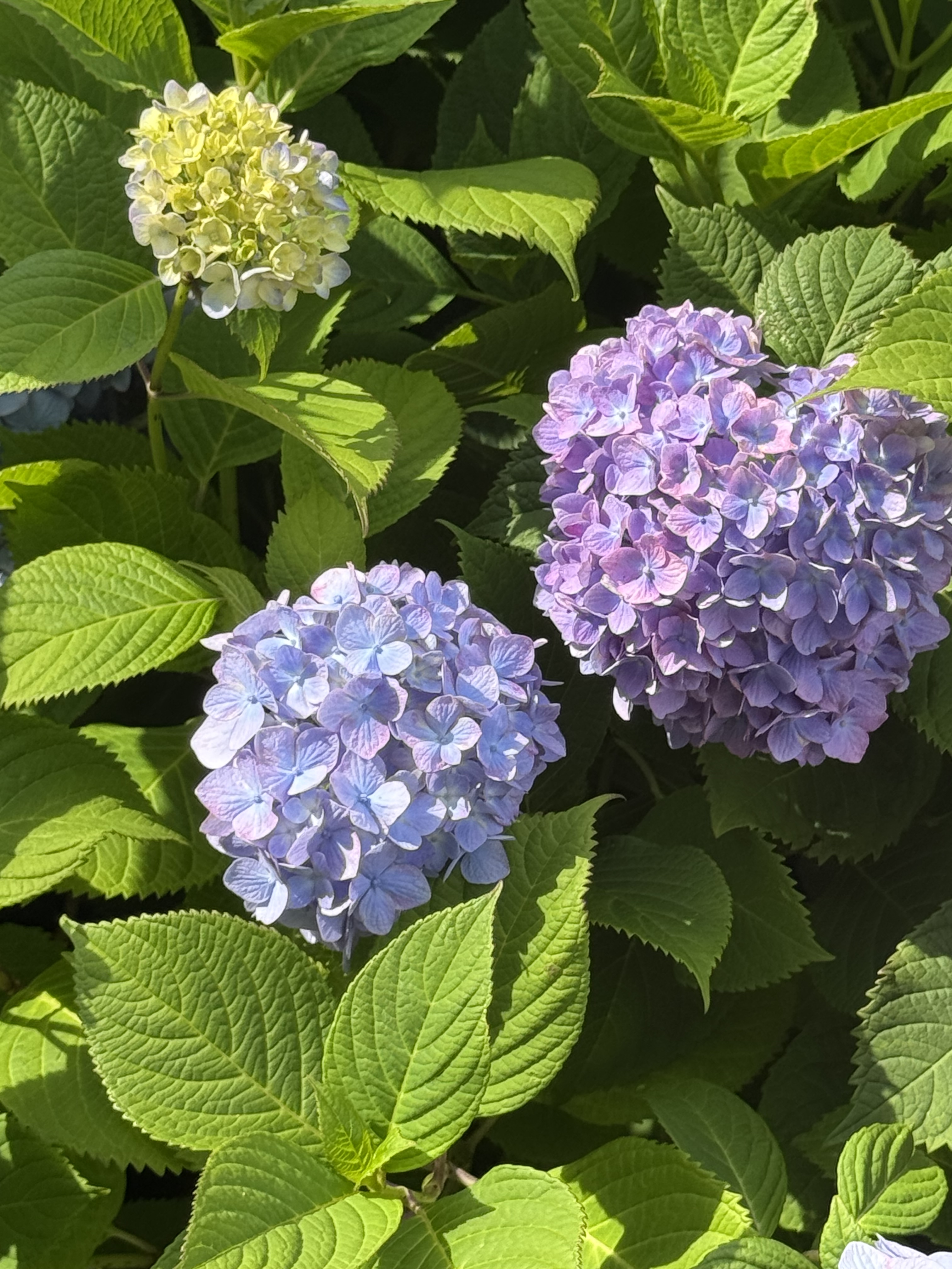 [잡담] 수국 보고 왔지롱 | 인스티즈