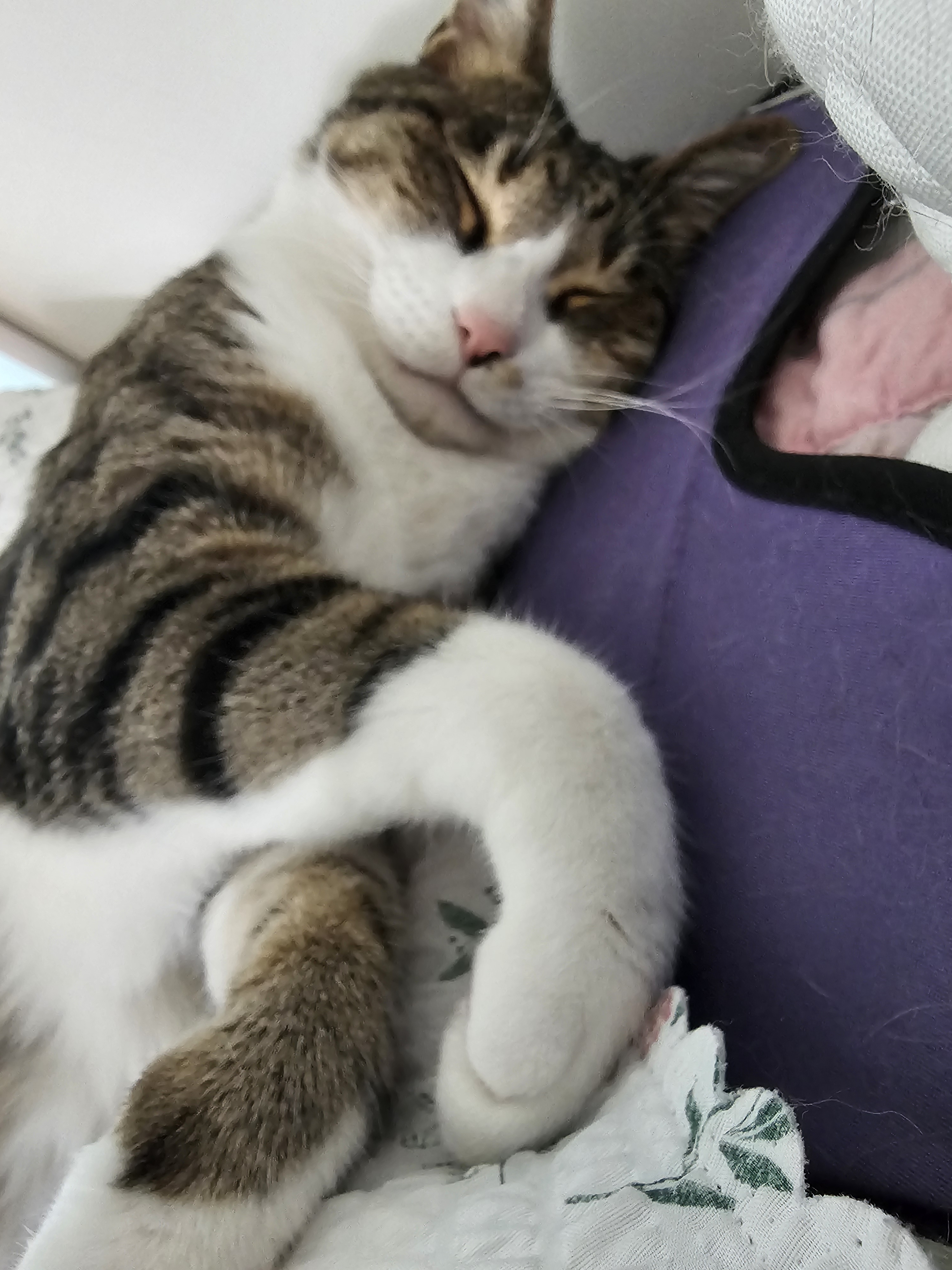 [잡담] 고양이 자랑 좀 해도됨? | 인스티즈