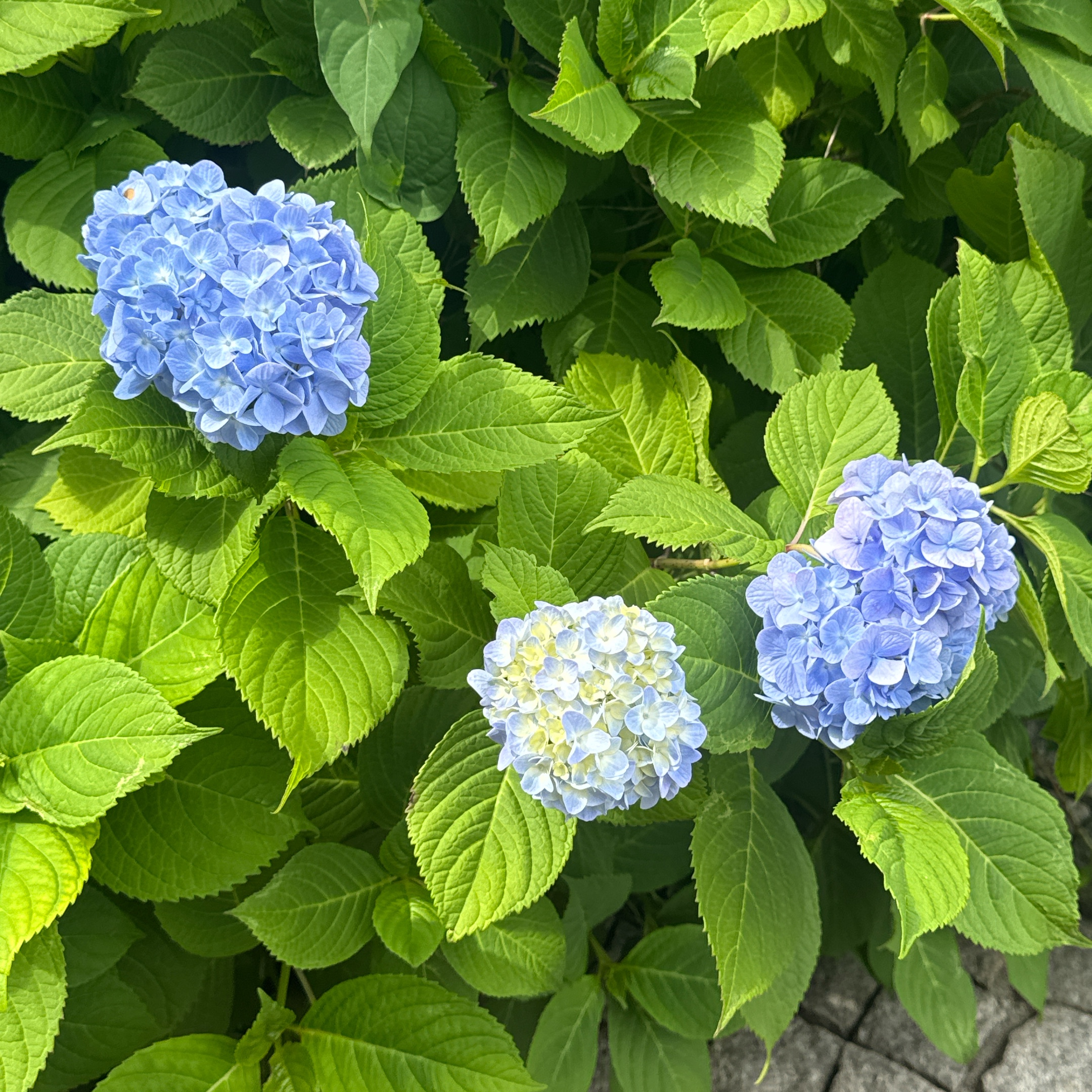 [잡담] 수국 보고 왔지롱 | 인스티즈