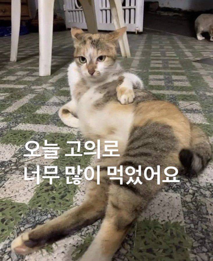 [잡담] 블로그 짤 공유할사람(사진많음주의) | 인스티즈
