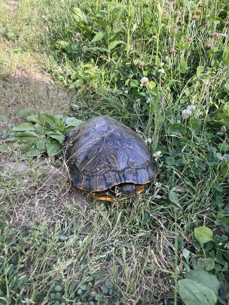 [잡담] 거북이 또 만났어🐢🐢 | 인스티즈
