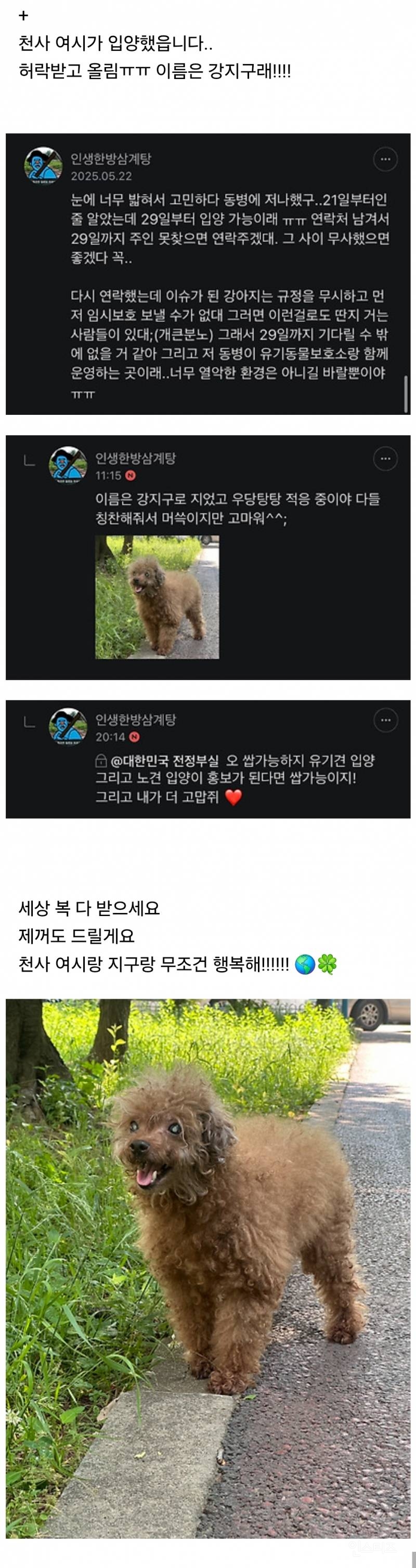 산속에 버려진 시력잃은 노견과 후기 | 인스티즈