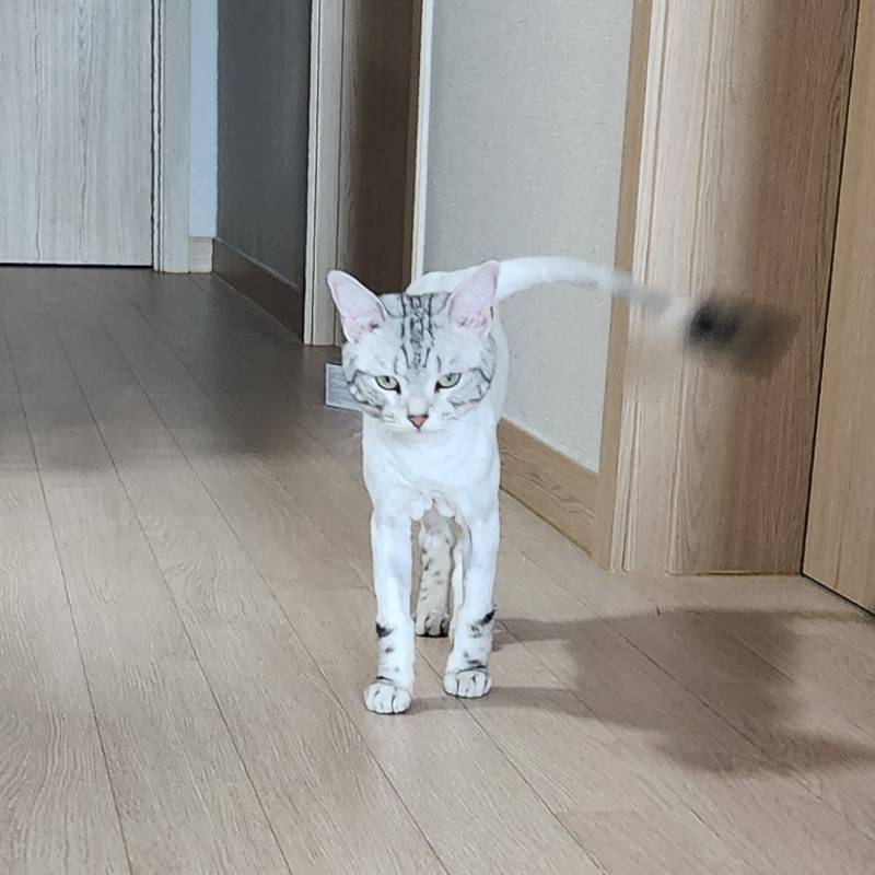 [잡담] 고양이 털 밀었는데 화 잔뜩 남 | 인스티즈