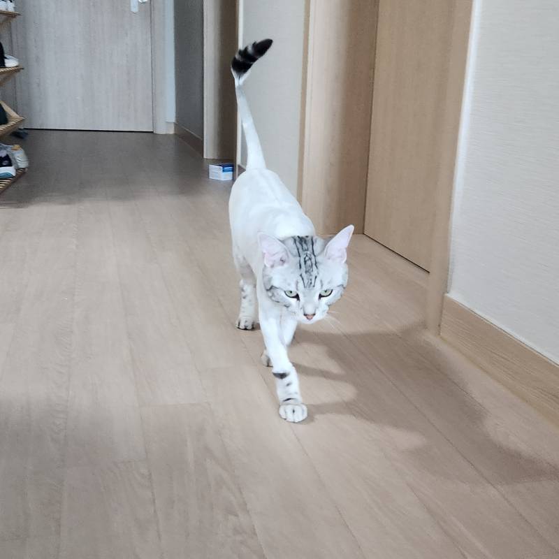 [잡담] 고양이 털 밀었는데 화 잔뜩 남 | 인스티즈