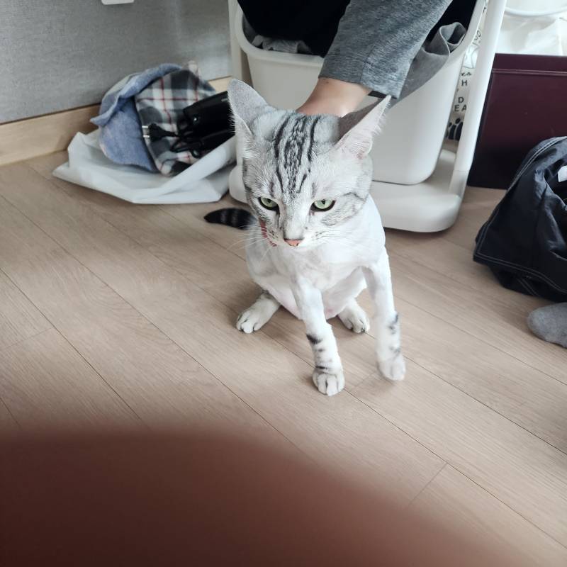 [잡담] 고양이 털 밀었는데 화 잔뜩 남 | 인스티즈