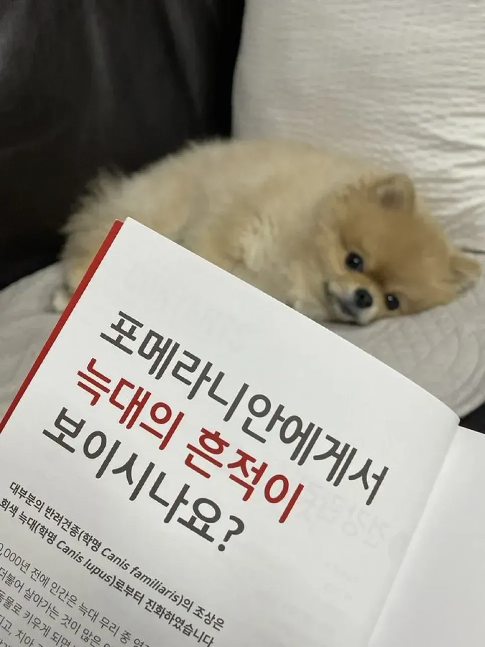 보기만 해도 웃음 나오는 포메라니안 명품 짤 | 인스티즈