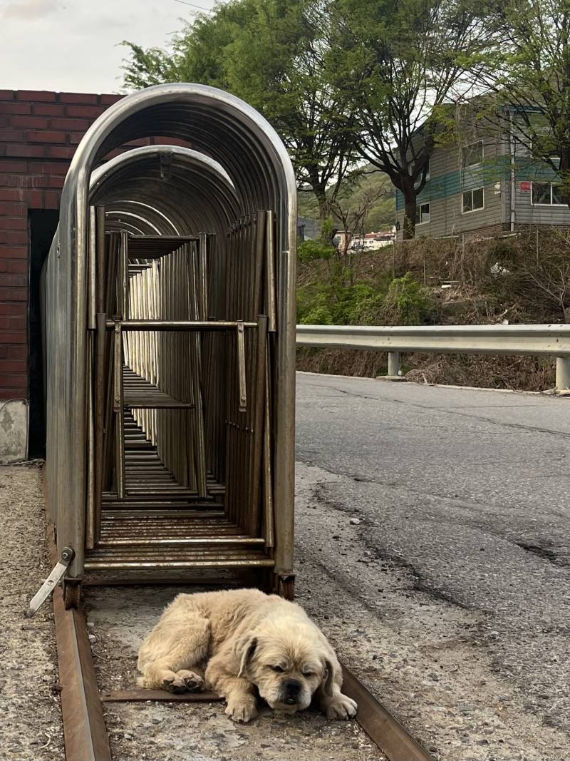 [잡담] 이 강아지 무슨 종인지 아는 사람?? | 인스티즈
