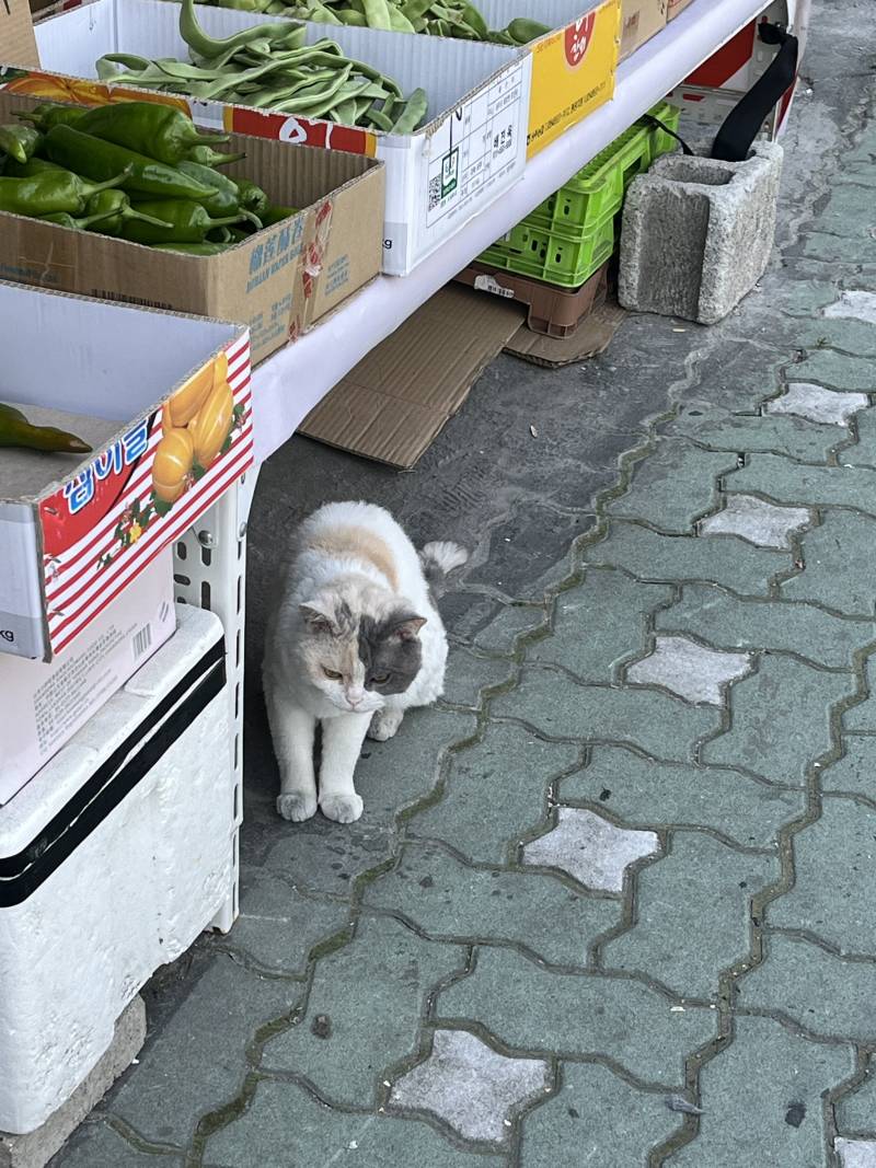 [잡담] 살면서 이런색 길냥이 처음봄 | 인스티즈