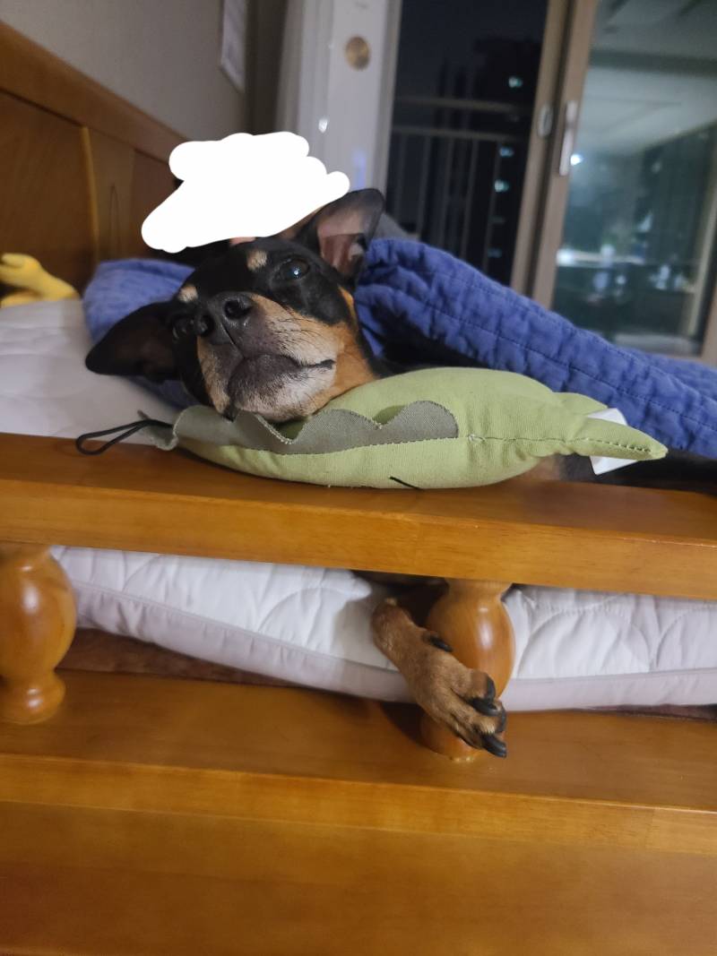 [잡담] 울집 댕댕이 쇼파에 머리 대고 자는것봐ㅋㅋㄱㅋ | 인스티즈