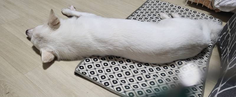 [잡담] 우리 강아지 가래떡 닮음 | 인스티즈