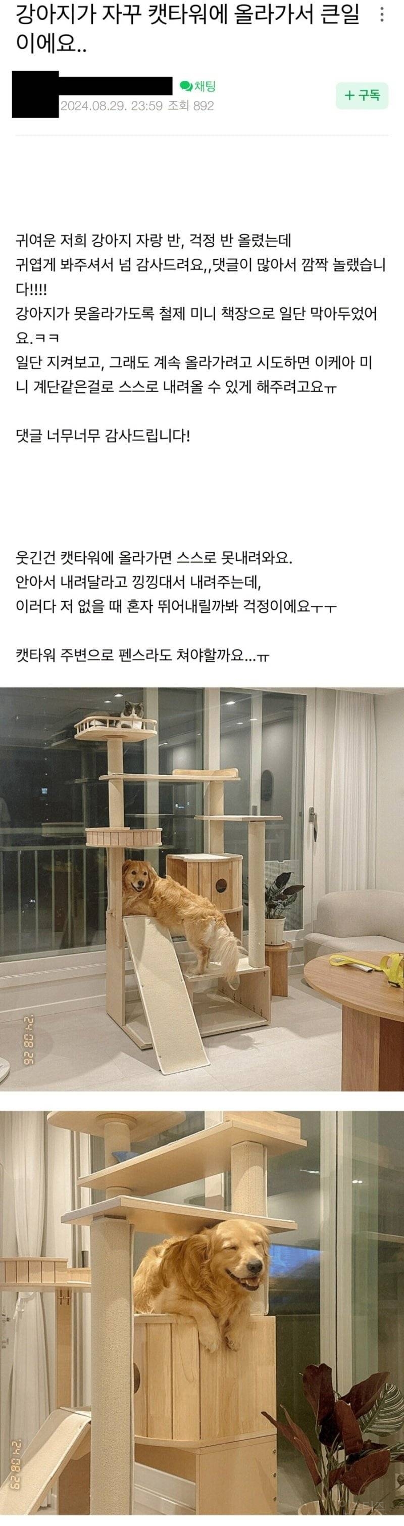 캣타워 올라가는게 가능한 댕댕이 | 인스티즈
