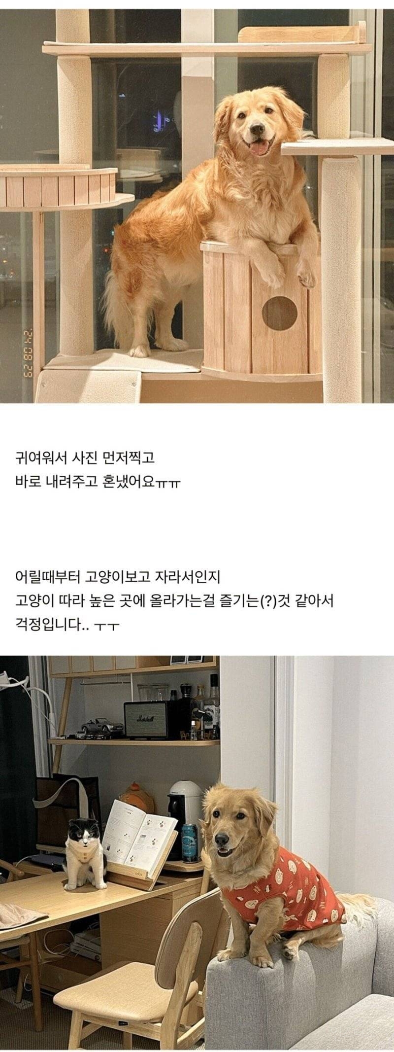 캣타워 올라가는게 가능한 댕댕이 | 인스티즈