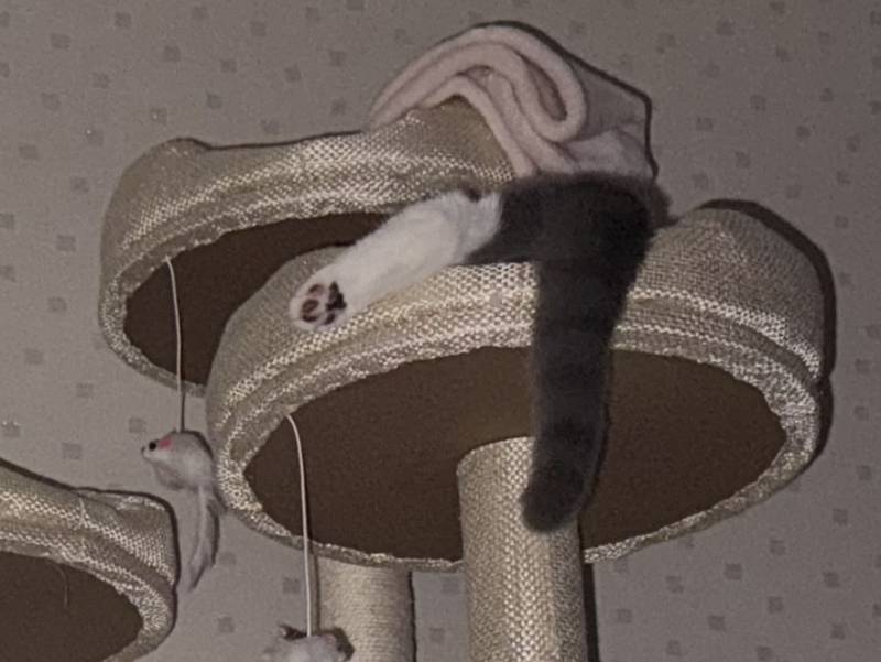 [잡담] 고양이 잠버릇이 집사랑 닮는 경우도 있어? | 인스티즈