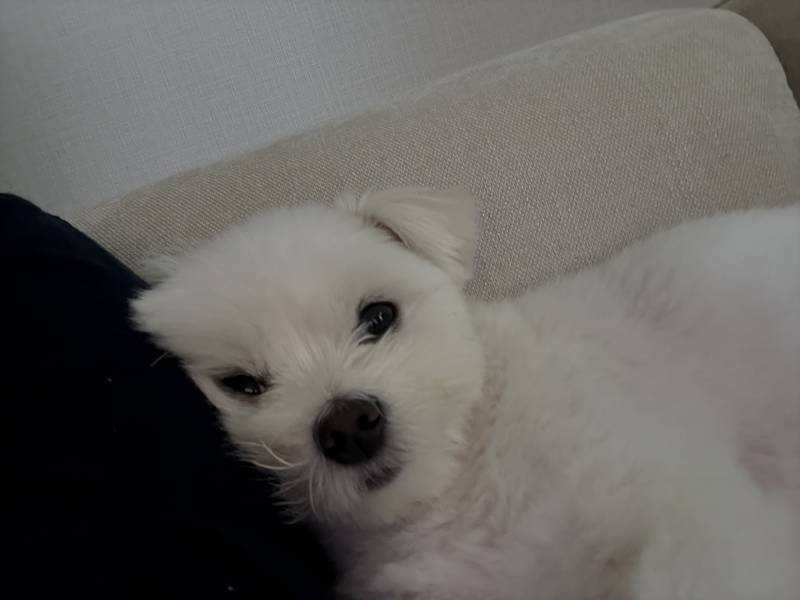 [잡담] 강아지 넘 기엽짘ㅋㅋㅋㅋㅋㅋㅋㅋㅋㅋ | 인스티즈