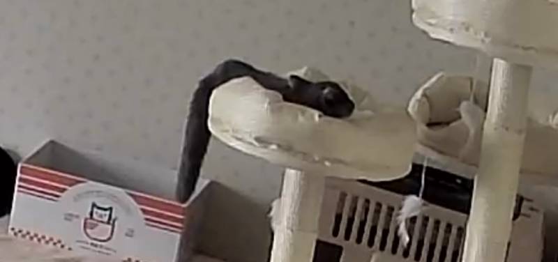 [잡담] 고양이 잠버릇이 집사랑 닮는 경우도 있어? | 인스티즈