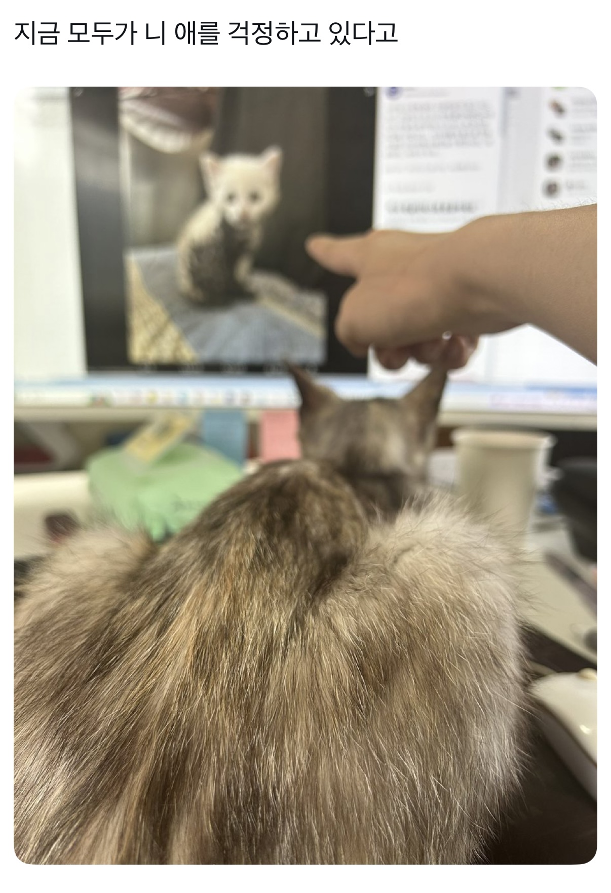 [잡담] 최근에 추천탭 들어온 고양이 중에 젤 귀여웠던 거 | 인스티즈