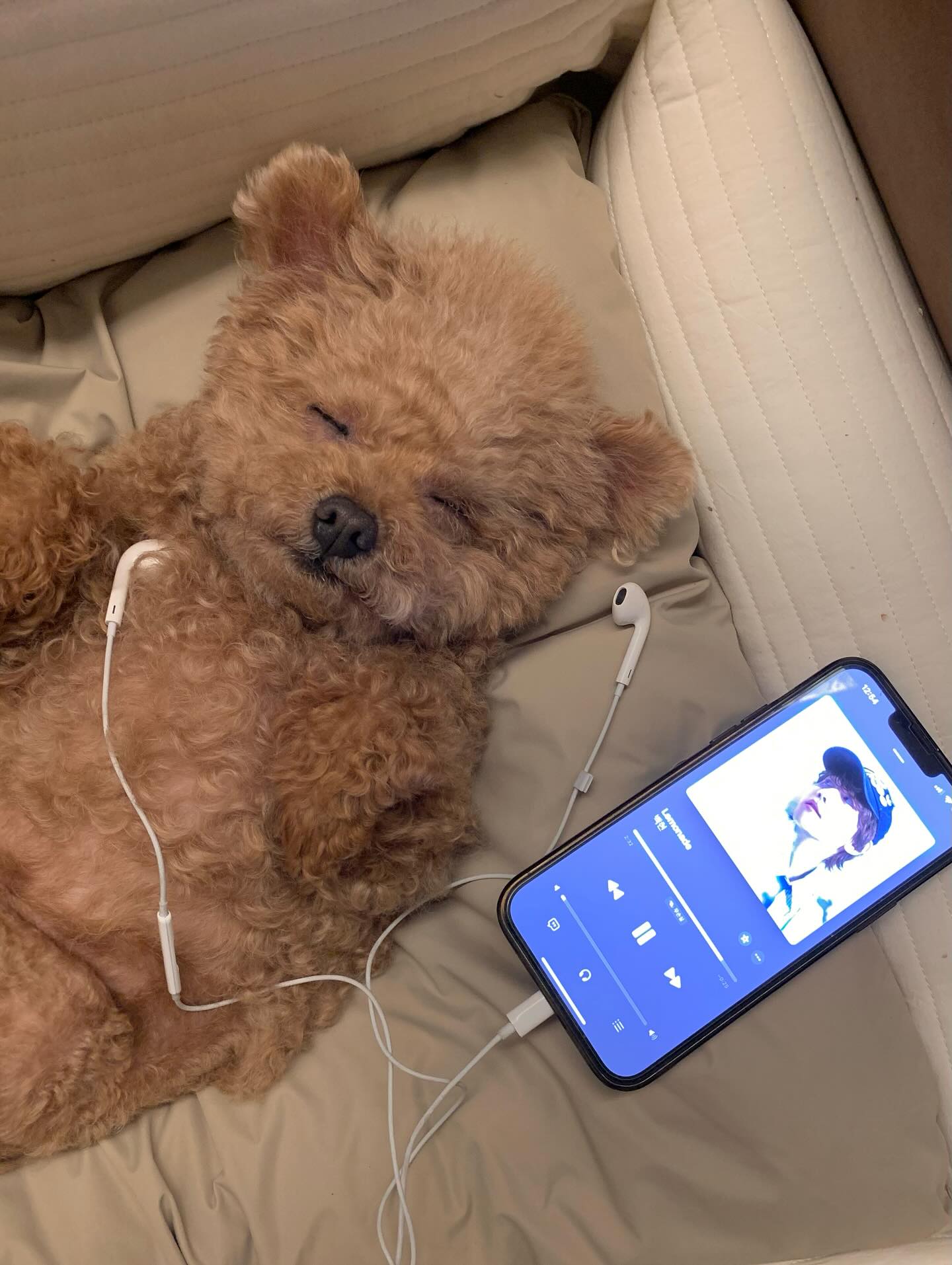 [잡담] 강아지 인스타에 백현이 노래 듣는거 피드에 떴는데 | 인스티즈