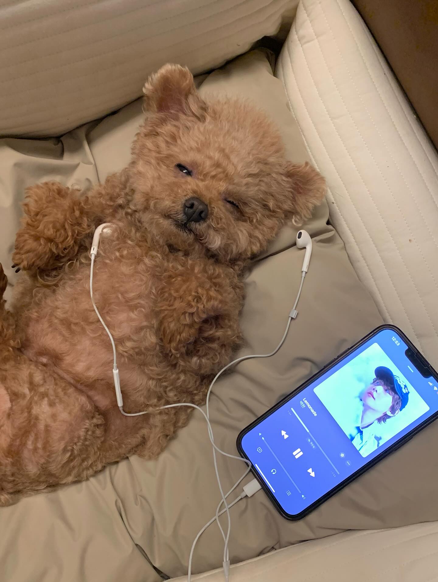 [잡담] 강아지 인스타에 백현이 노래 듣는거 피드에 떴는데 | 인스티즈