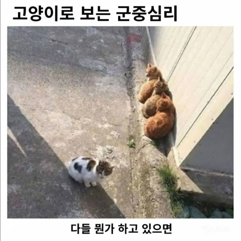 고양이로 보는 군중심리 | 인스티즈