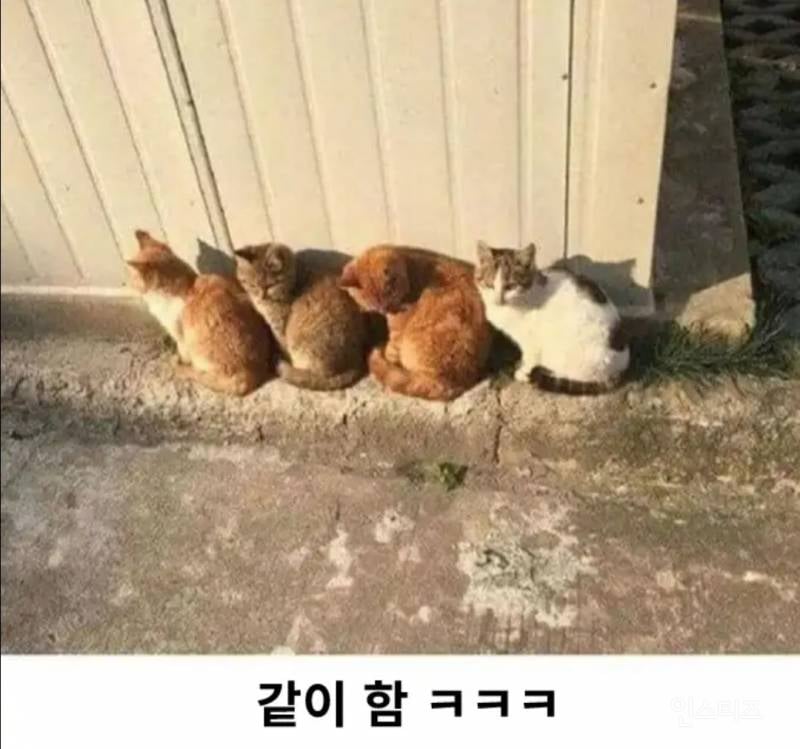 고양이로 보는 군중심리 | 인스티즈