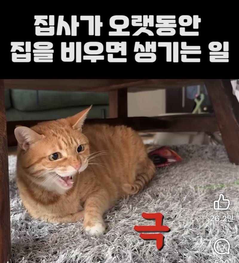 [잡담] 고양이는 주인을 기억 못해? | 인스티즈