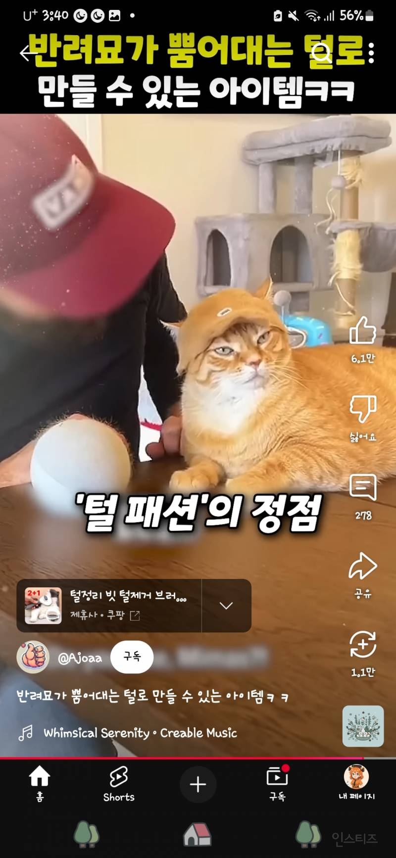 반려묘의 털로 만든 모자래!! | 인스티즈