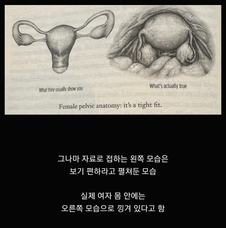 [잡담] 여자들도 잘 모르는 자궁의 비밀.. 나도 몰랐음 | 인스티즈