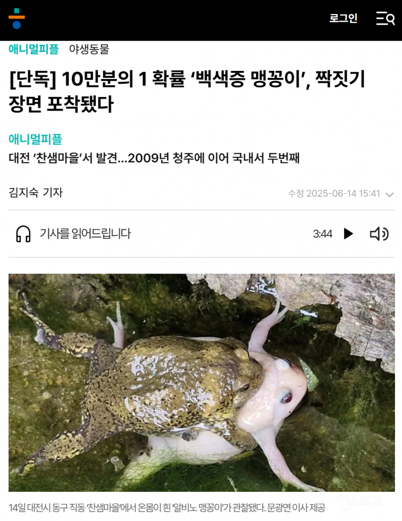 희귀 알비노 맹꽁이의 데이트 현장이 포착됐네요 | 인스티즈