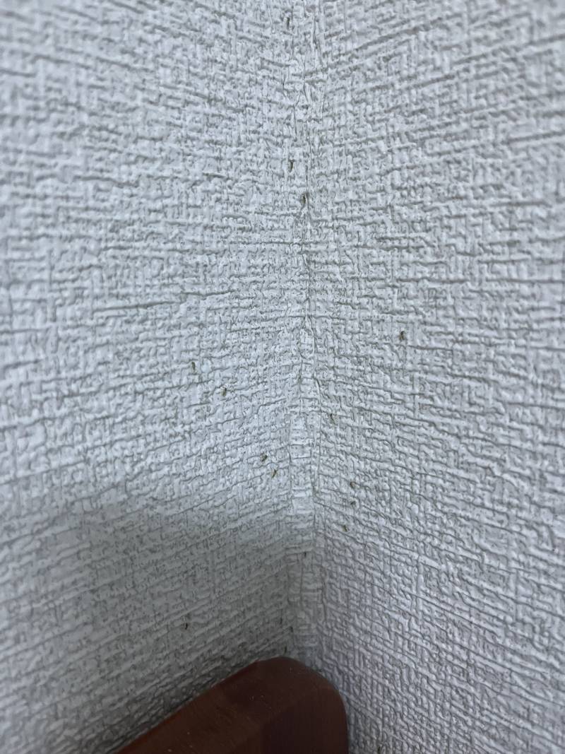 [잡담] 이거 무슨 벌레야? 엄청 많아 지금 소리질렀어ㅠㅠ | 인스티즈