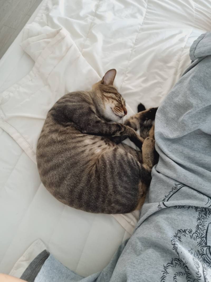 [잡담] 고양이 | 인스티즈