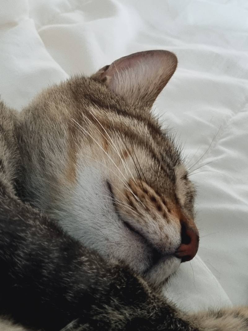 [잡담] 고양이 | 인스티즈