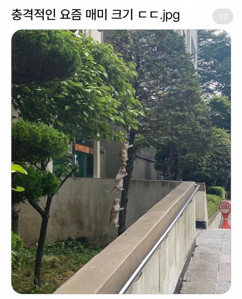 [잡담] 얘네 왜 이러고있는거야? | 인스티즈