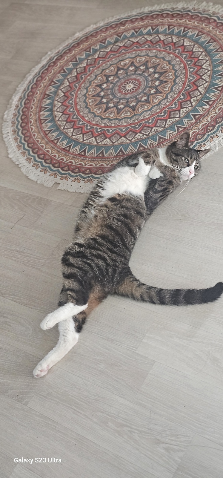 [잡담] 울집 고양이 왜 이러는지 아시는분 | 인스티즈
