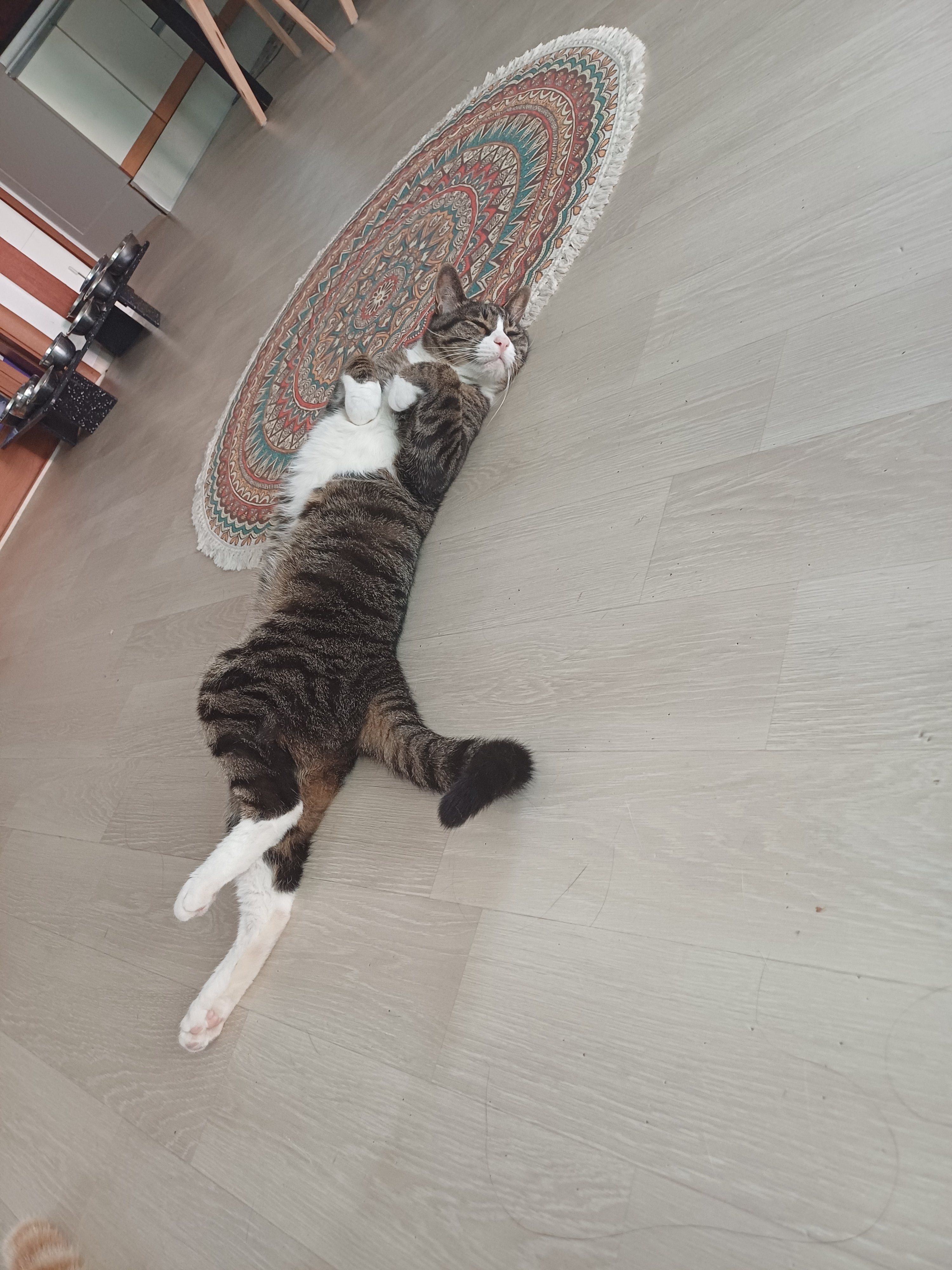 [잡담] 울집 고양이 왜 이러는지 아시는분 | 인스티즈
