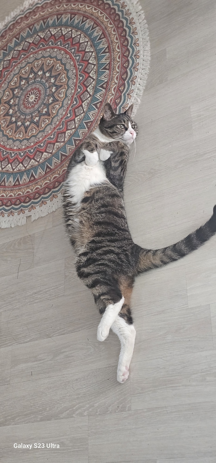 [잡담] 울집 고양이 왜 이러는지 아시는분 | 인스티즈