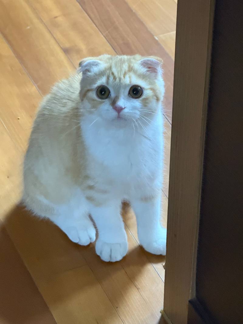 [잡담] 우리집 고양이 종 뭐같아??? | 인스티즈