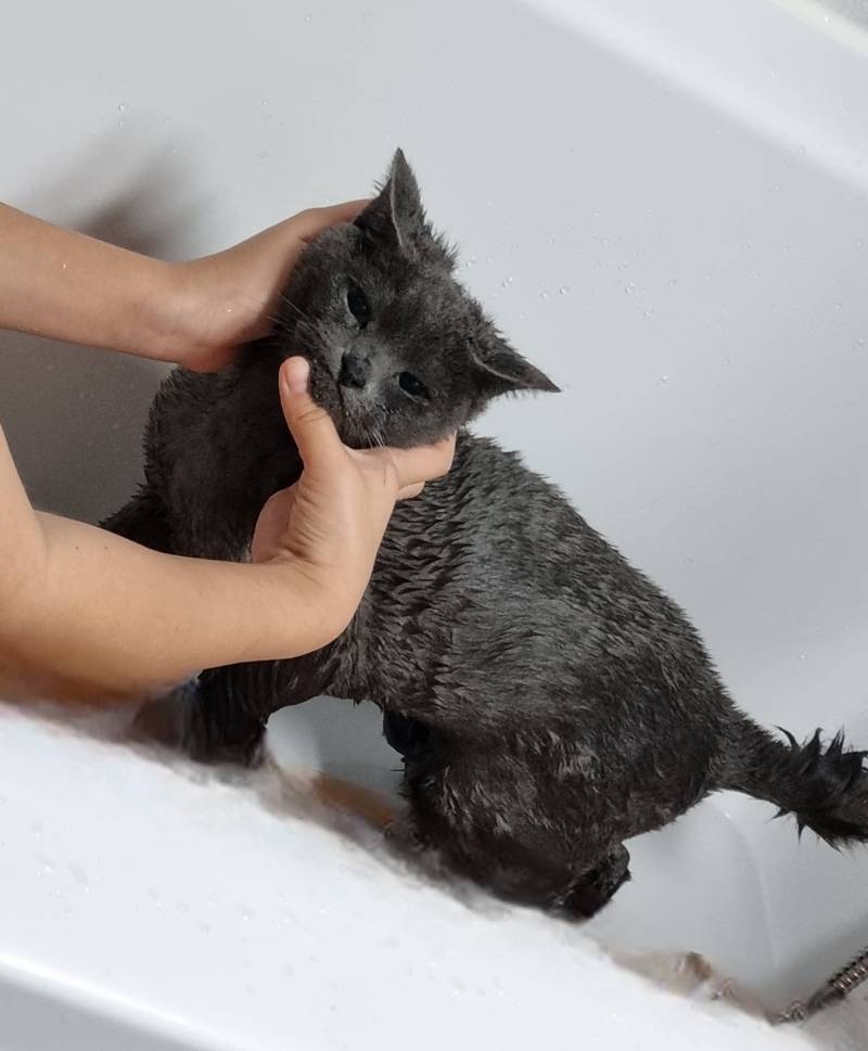 [잡담] 우리집 고양이 짱귀야 | 인스티즈