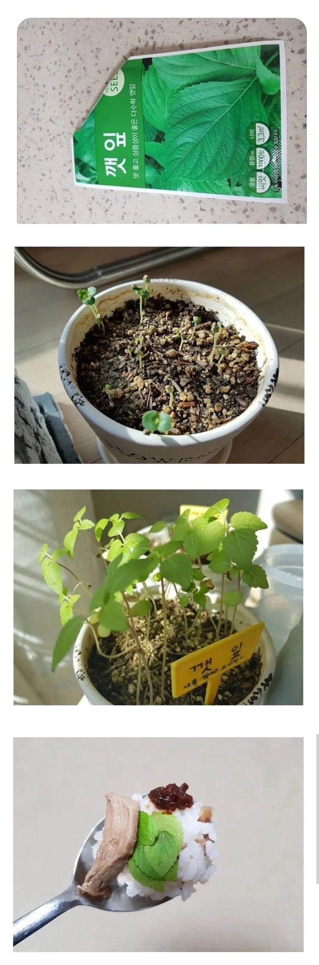 성질급한 사람의 깻잎키우기.jpg | 인스티즈