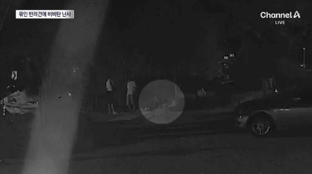 [거제반려견사망사건] 전날 낮부터 비비탄총으로 조준사격하는 20대 남 군인 2명, 민간인 1명.gif | 인스티즈