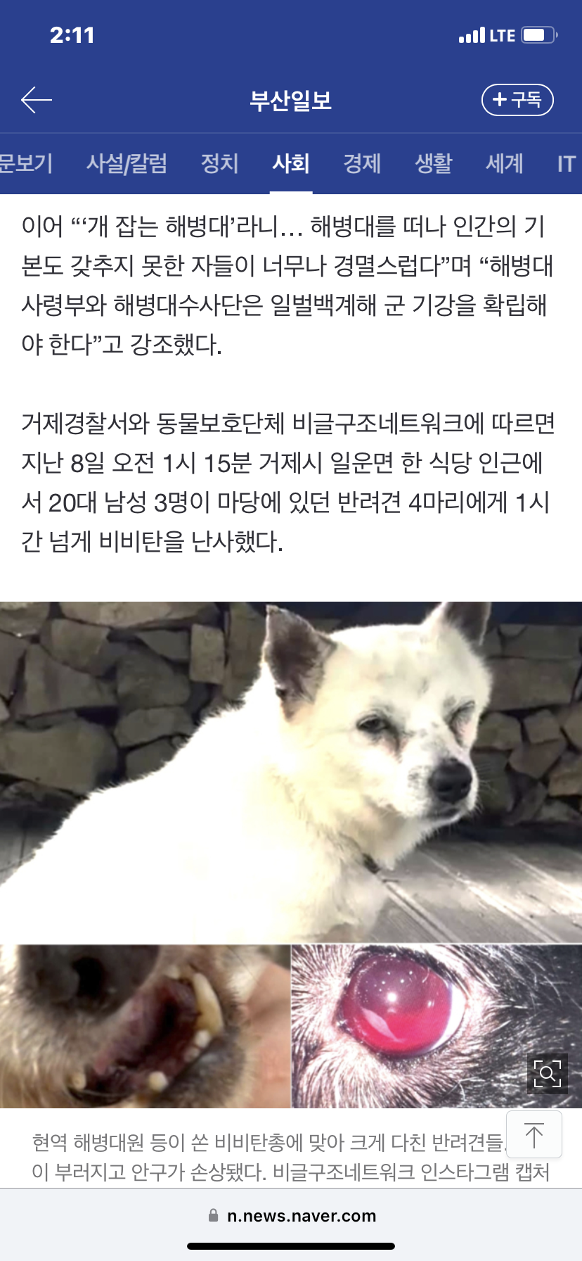 [잡담] 군인이 비비탄 총으로 개 죽인거 자세한 내용 (사진주의) | 인스티즈