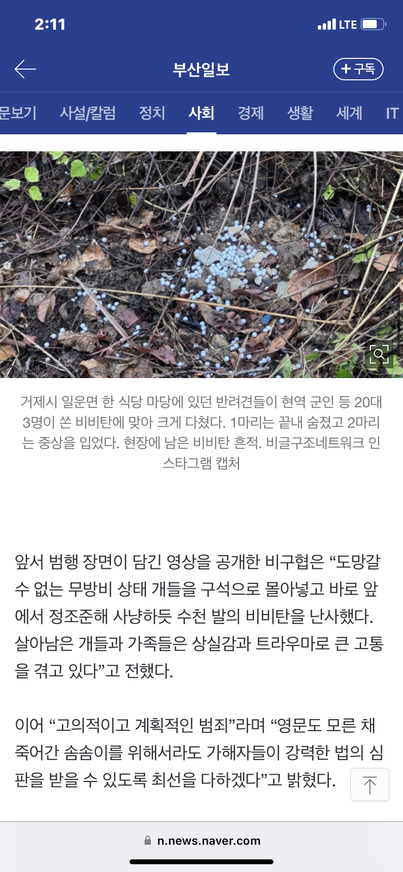 [잡담] 군인이 비비탄 총으로 개 죽인거 자세한 내용 (사진주의) | 인스티즈
